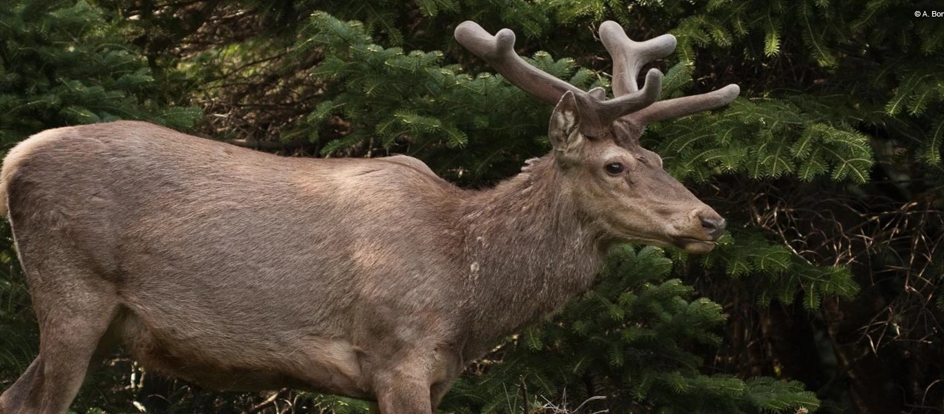 Η ασθένεια «Zombie Deer» που «χτυπά» τα ελάφια απειλεί και τον άνθρωπο - Πως μπορεί να μεταδοθεί το... T-virus (φωτο)